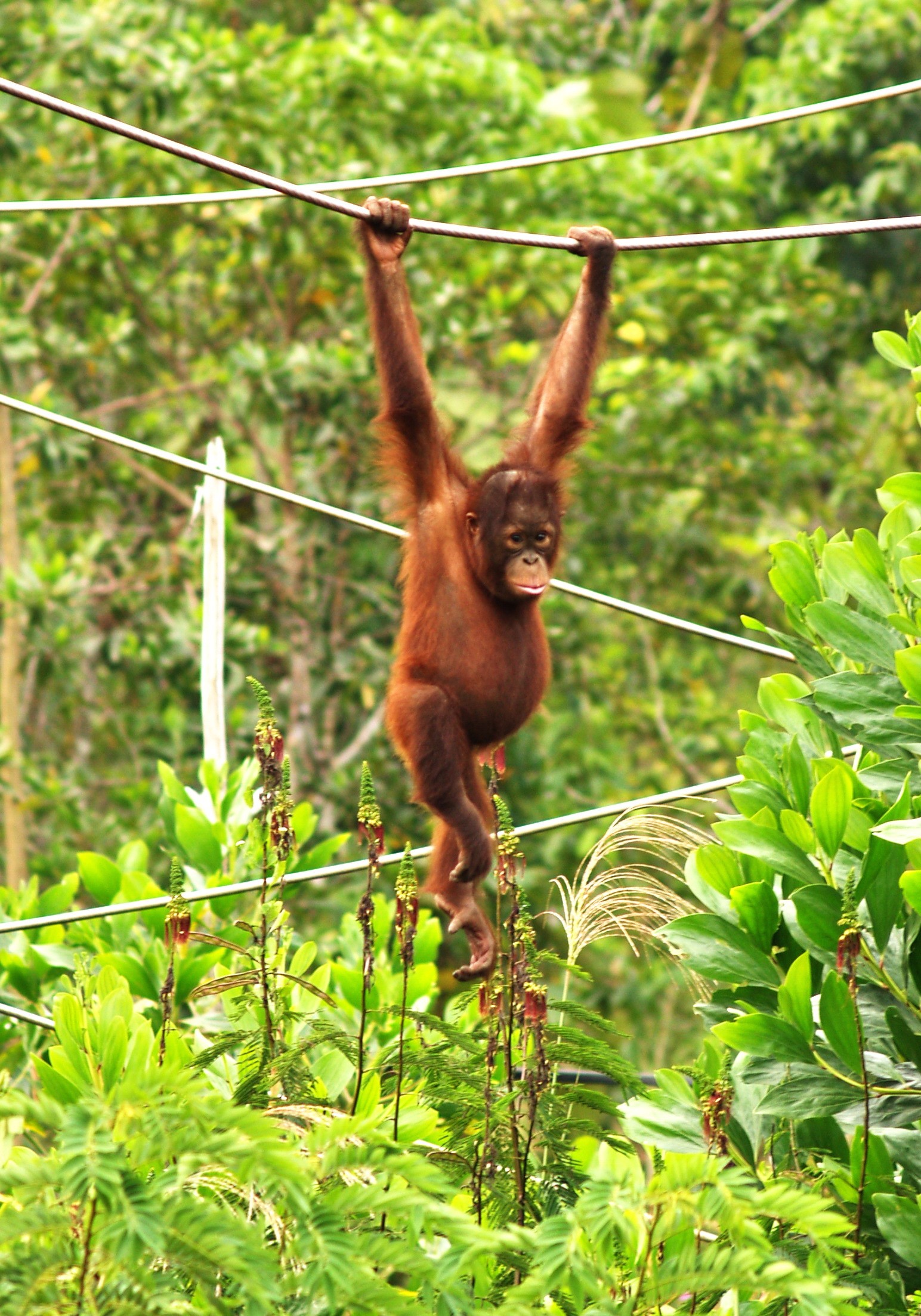 Exploring the Charm of Tanjung Puting National Park