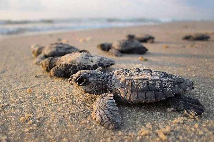 Explore Ekor Borneo  Package Tour