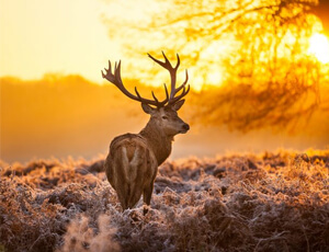 Explore and Feeling Olds Story Of Tanjung Lokang  Package Tour